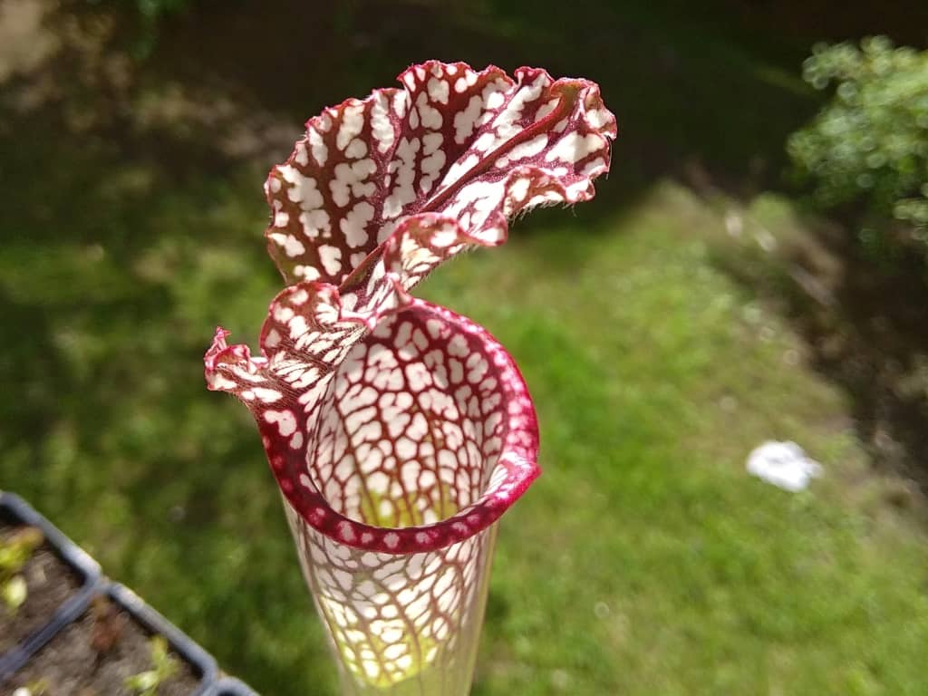 Sarracenia leucophylla