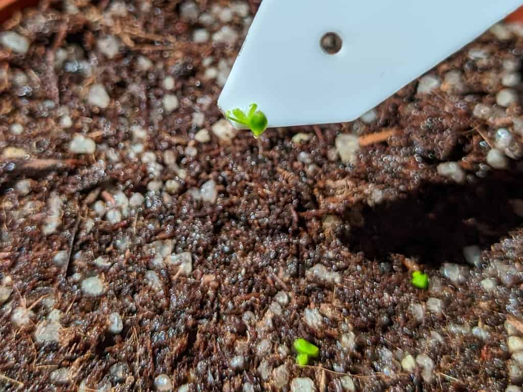 How to plant sundew gemmae
