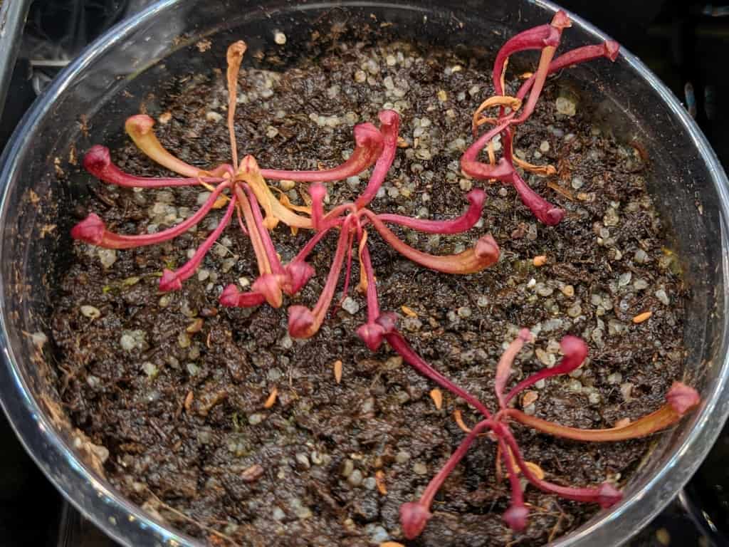 How to sow Sarracenia seeds