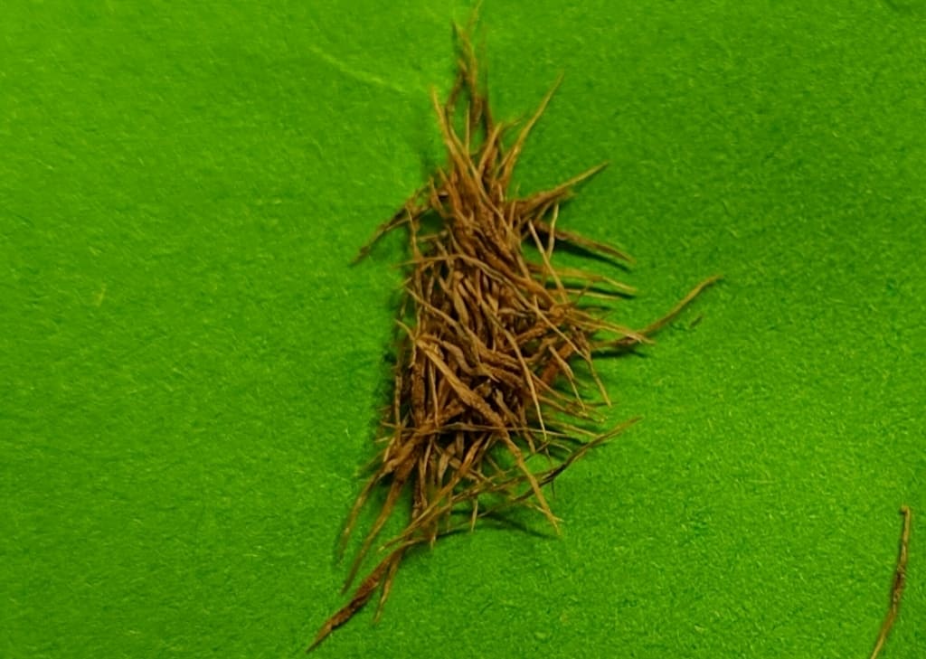 How to sow Nepenthes seeds