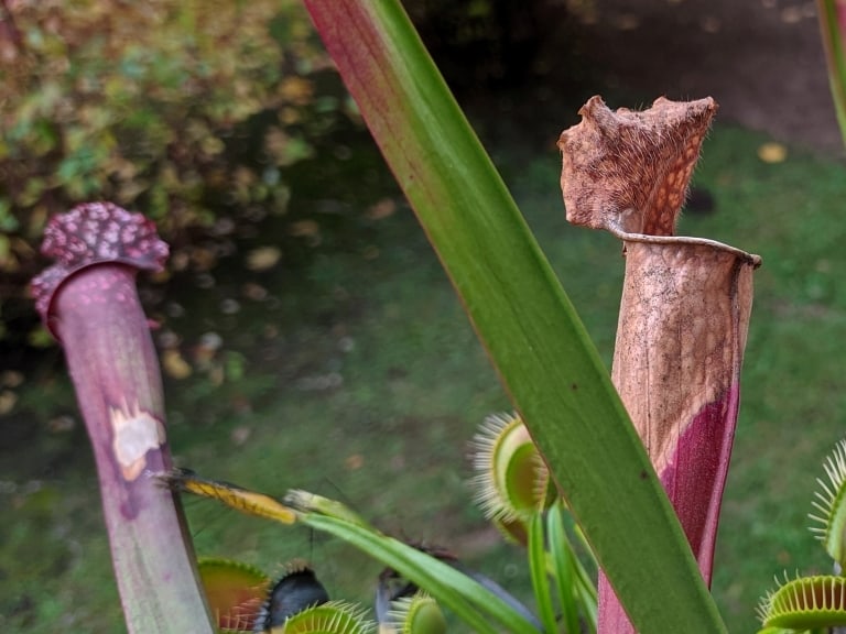 Changes in carnivorous plants before winter