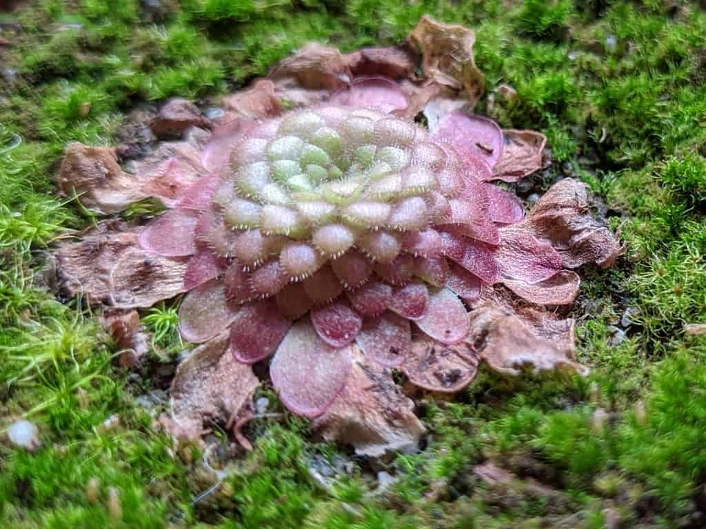 Changes in carnivorous plants before winter