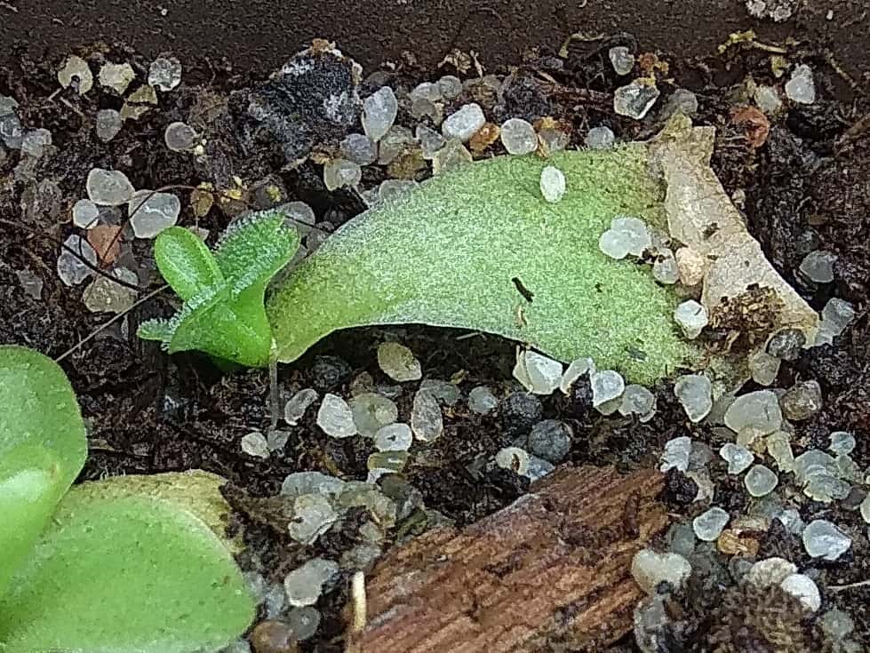 Propagating Pinguicula through leaf cuttings