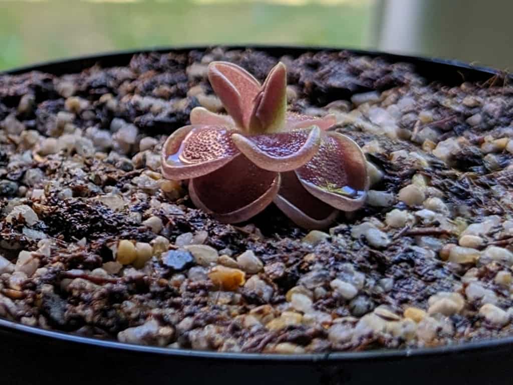 How to plant Pinguicula (butterwort)