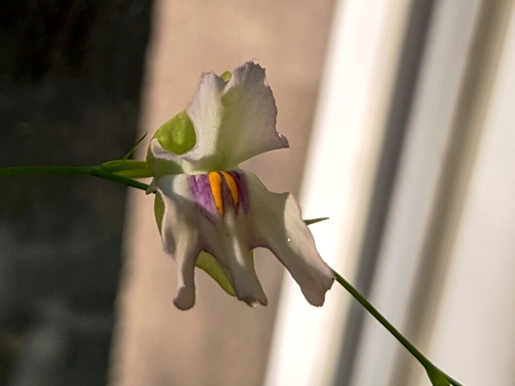 Utricularia asplundii - květ
