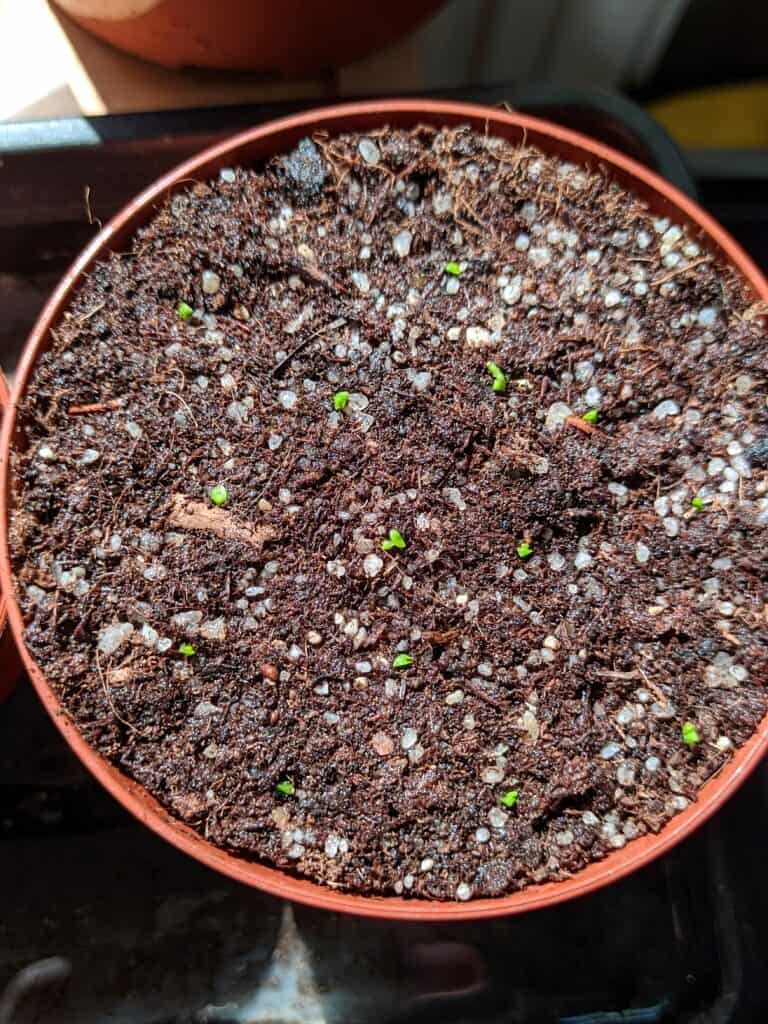 How to plant sundew gemmae