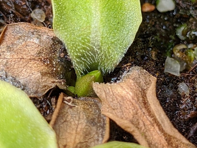 Changes in carnivorous plants before winter