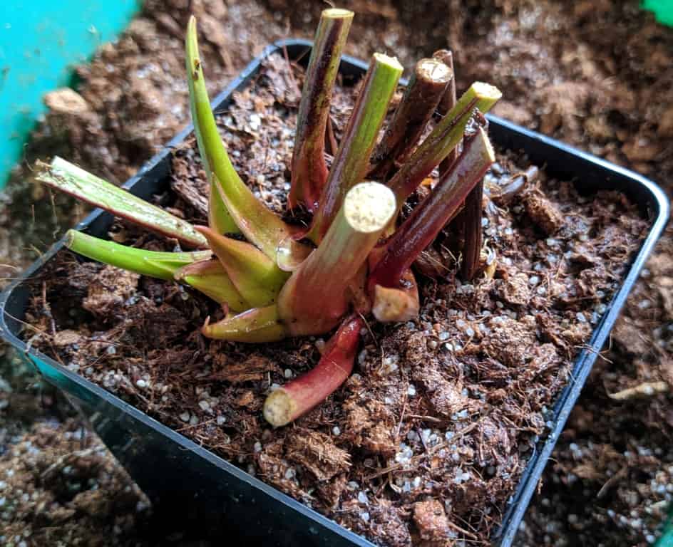 How to plant Sarracenia (pitcher plant)