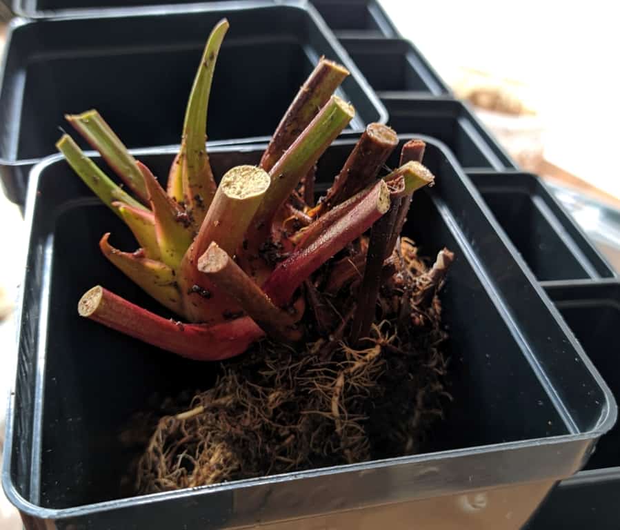 How to plant Sarracenia (pitcher plant)