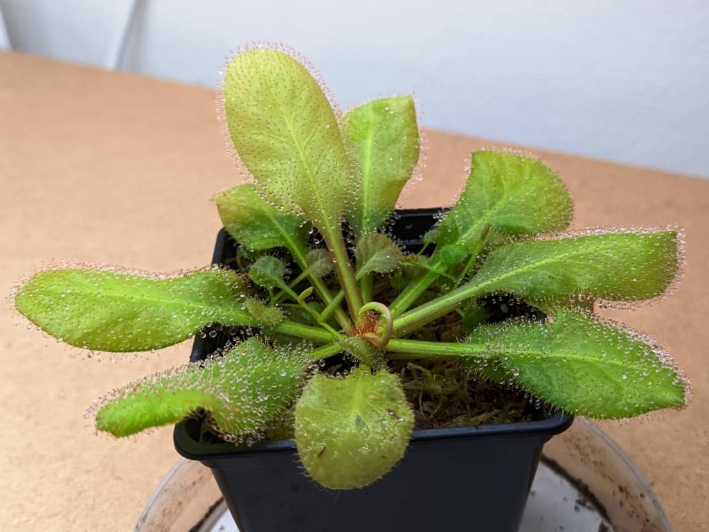 Drosera andromeda