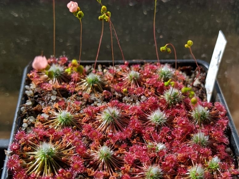 Drosera australis