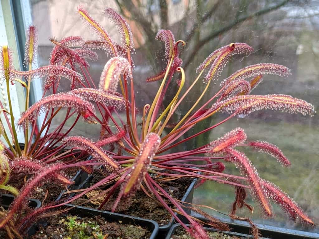 Drosera capensis all red