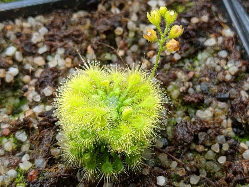 Drosera leucostigma (all yellow)
