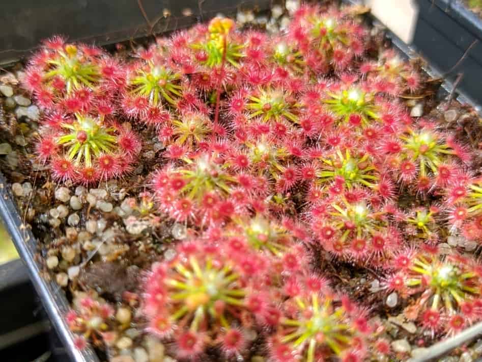 Drosera micrantha