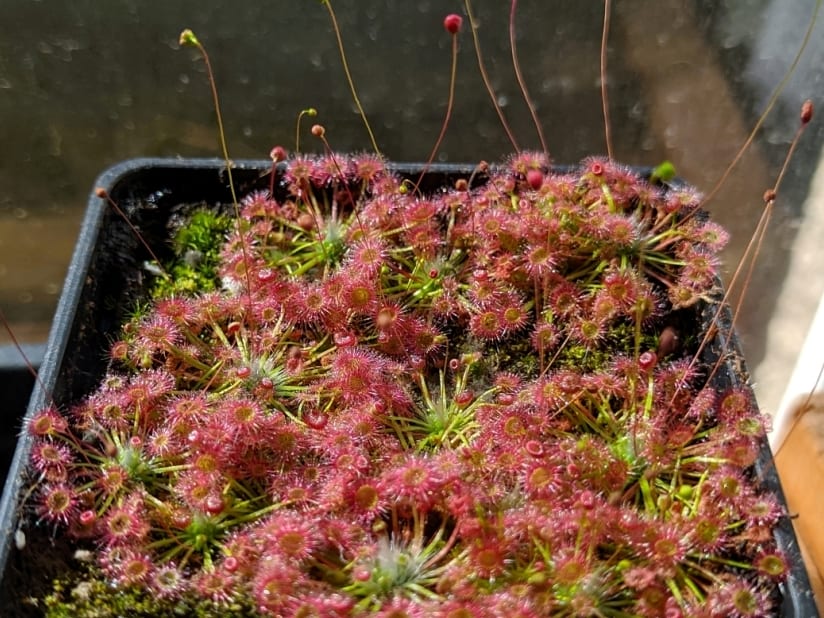 Drosera pygmaea