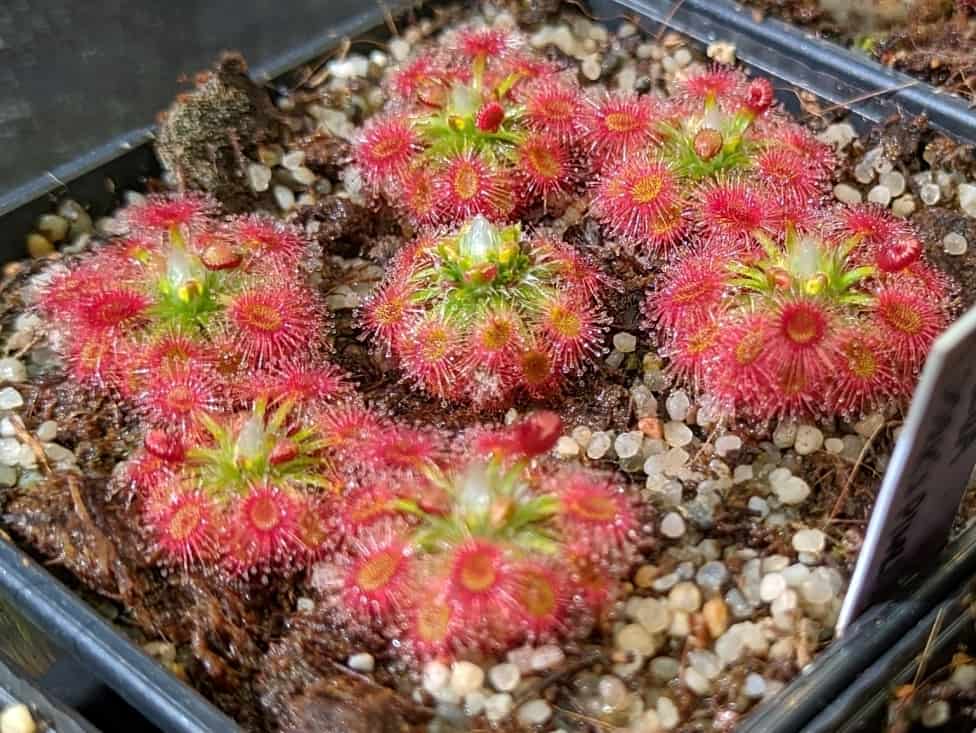 Drosera × ‘Dork’s Pink’