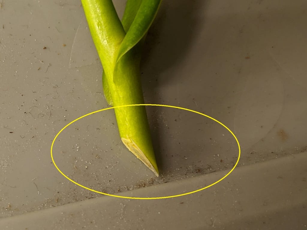 Propagating Nepenthes through cuttings