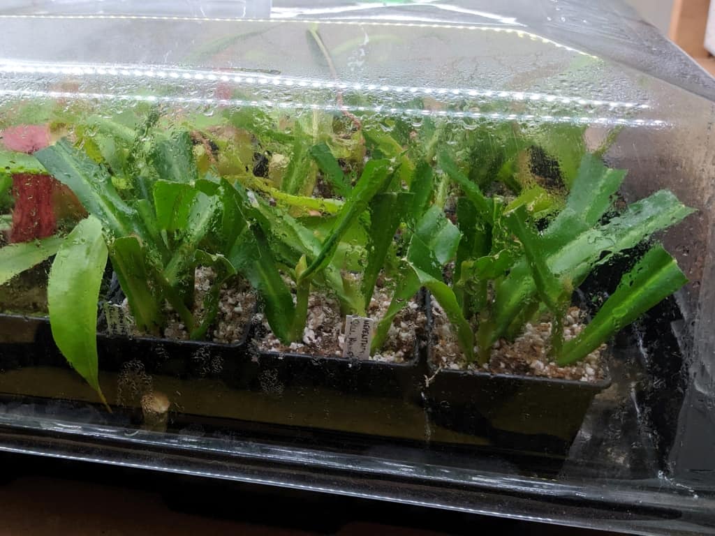 Propagating Nepenthes through cuttings