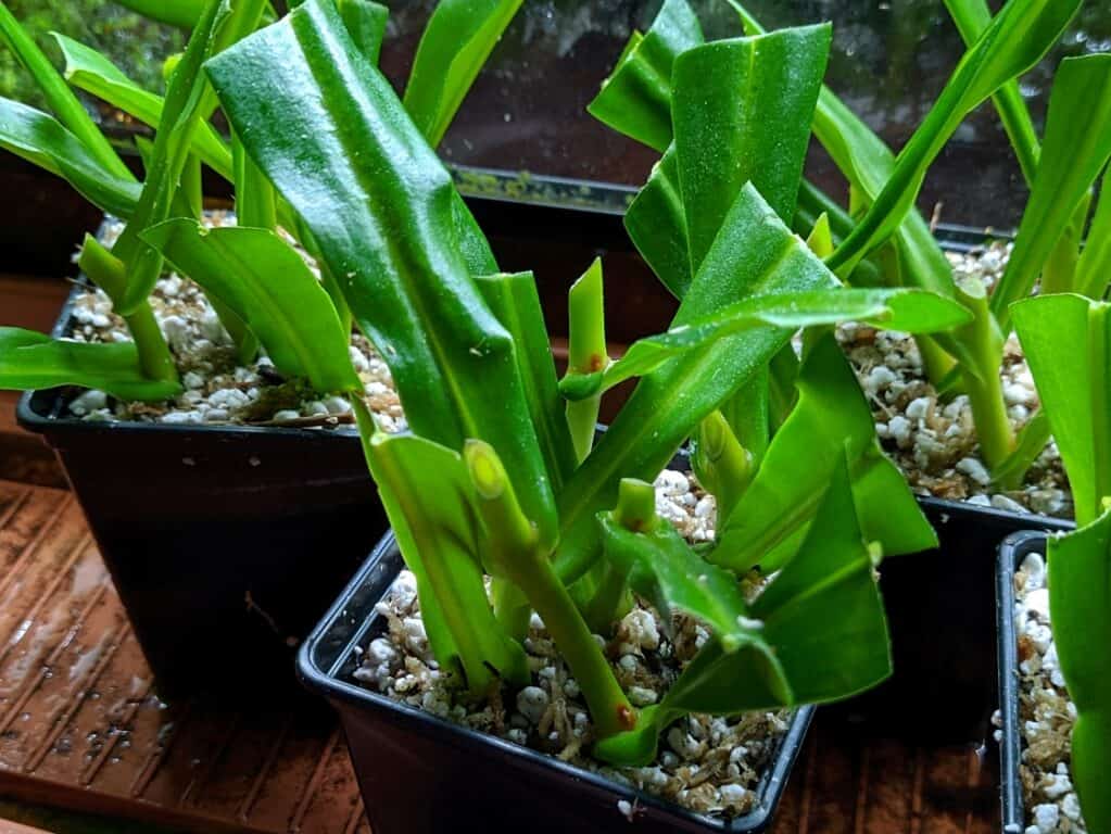 Propagating Nepenthes through cuttings