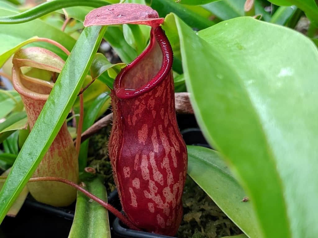 Nepenthes gaya