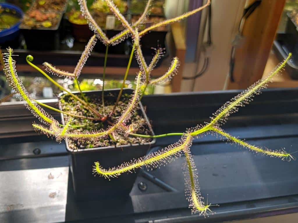 Drosera binata var dichotoma