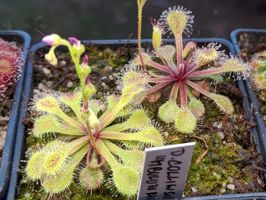 Drosera collinsiae