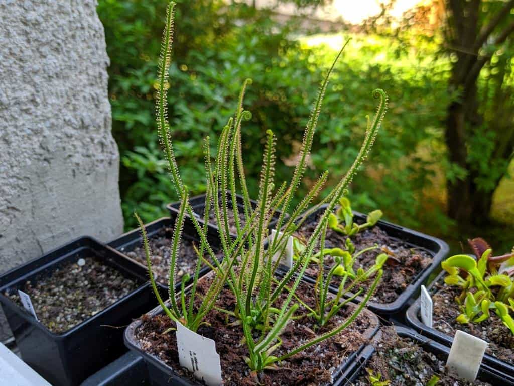 Drosera filiformis