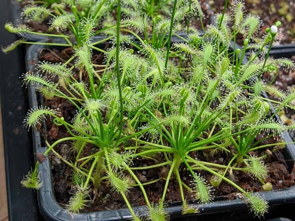 Drosera intermedia