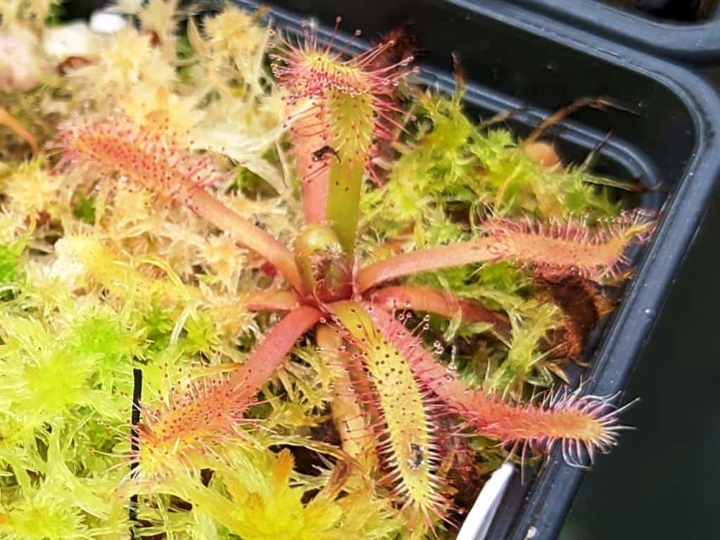 Drosera latifolia