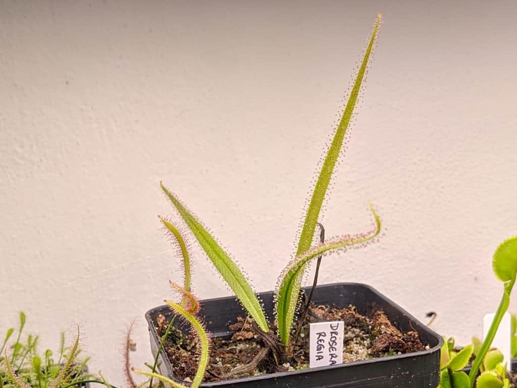 Drosera regia