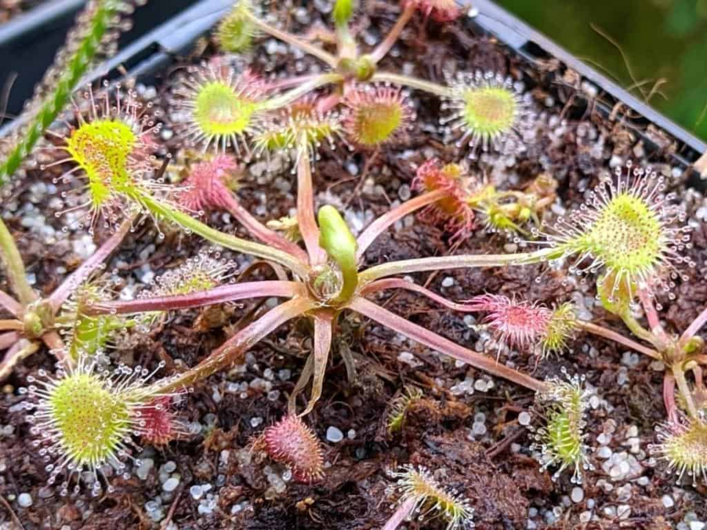 Drosera rotundifolia