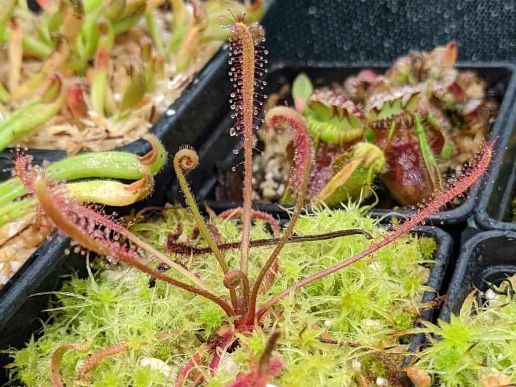 Drosera villosa