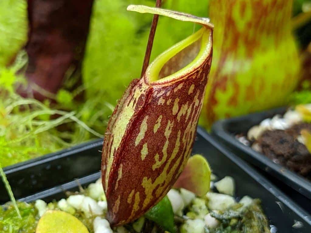 Nepenthes glabrata