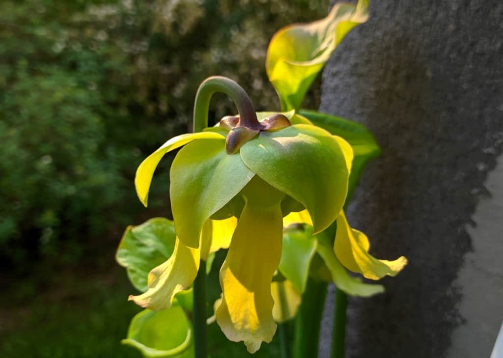How to pollinate Sarracenia