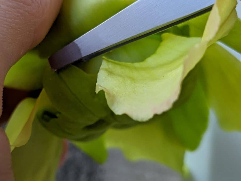 How to pollinate Sarracenia