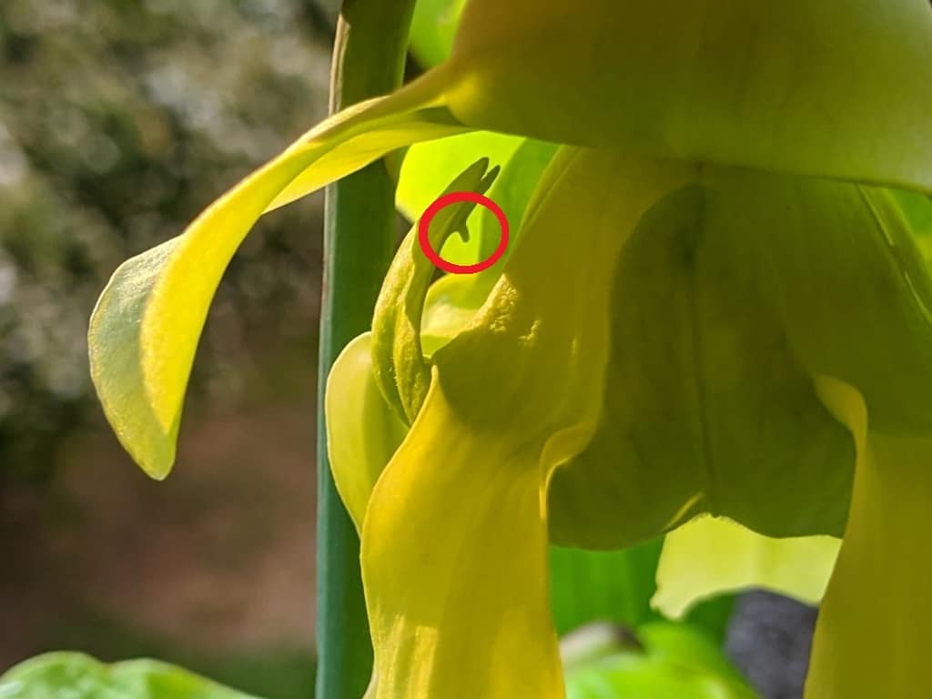 Sarracenia_blizna