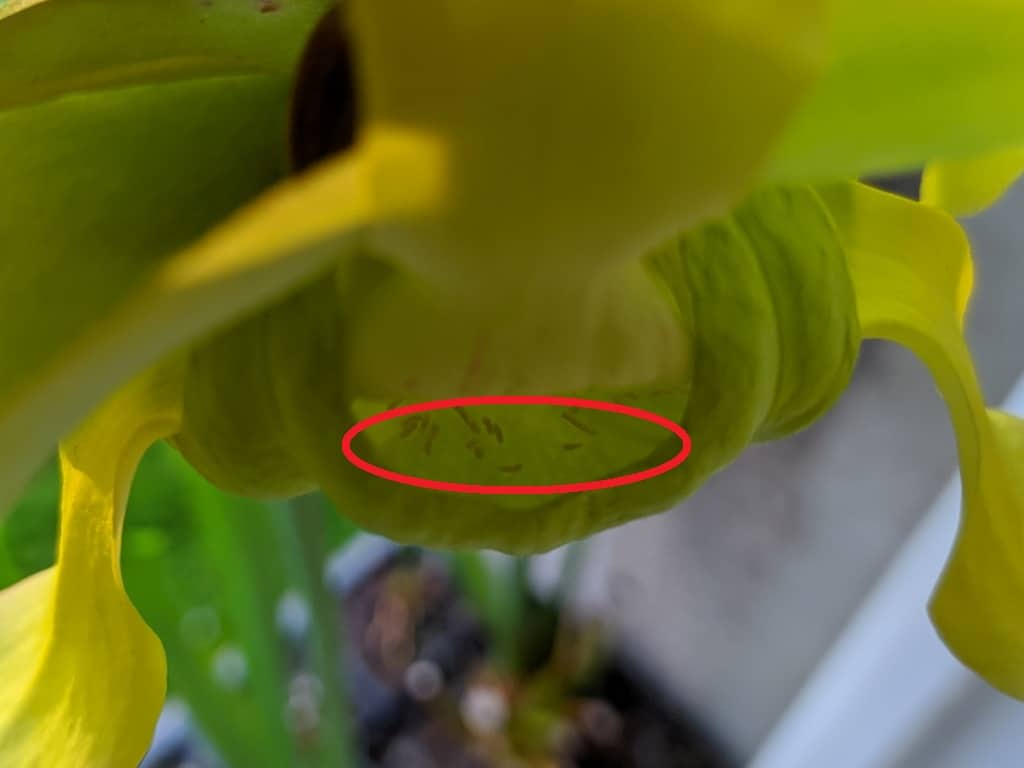 Sarracenia_pyl