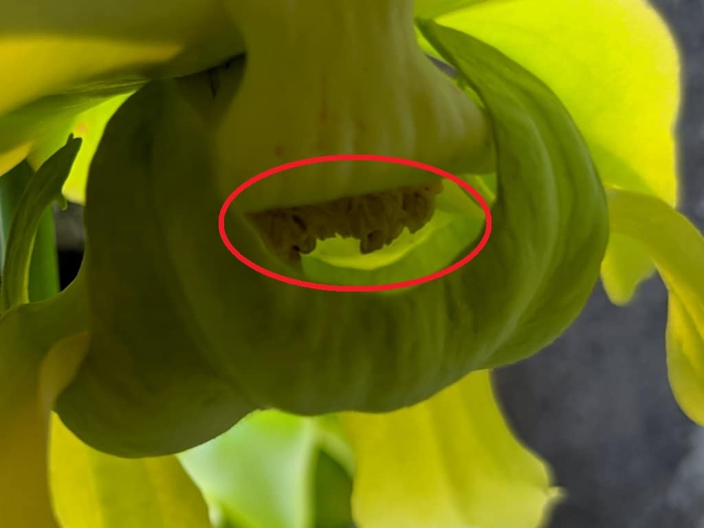 How to pollinate Sarracenia