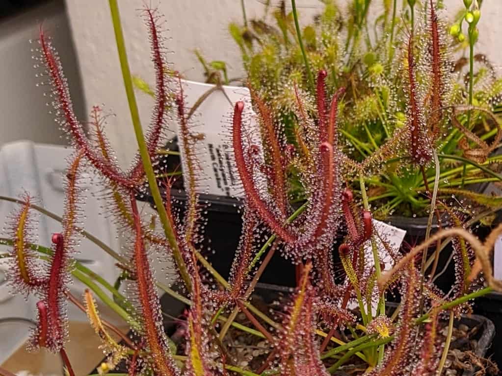 Drosera binata dark red clone
