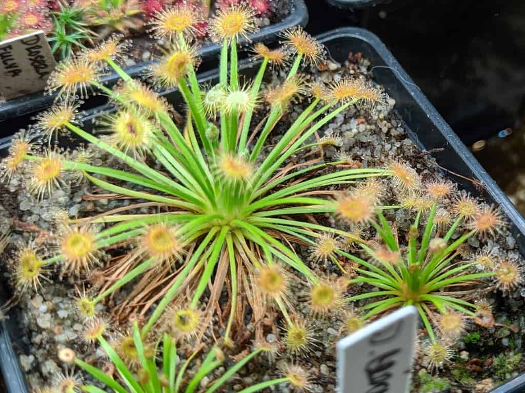 Drosera broomensis