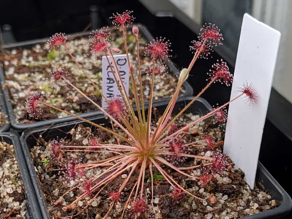 Drosera paradoxa