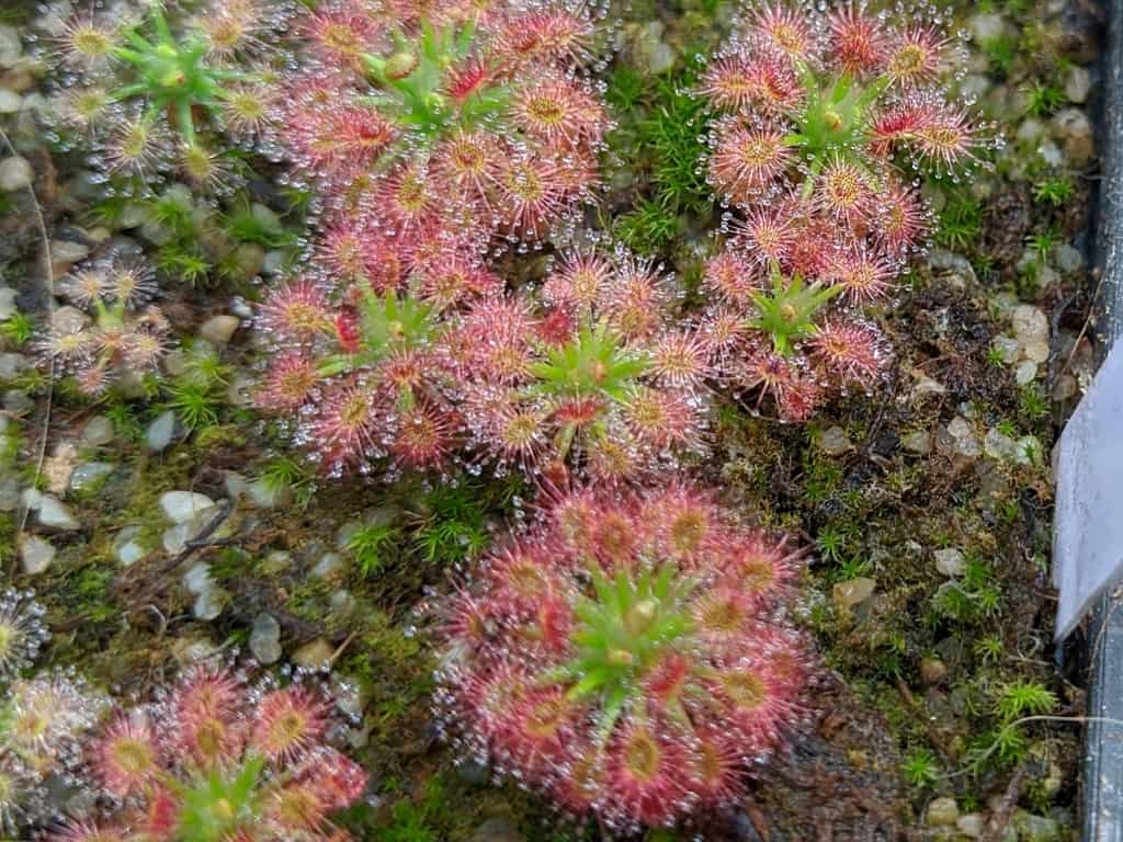 Drosera roseana