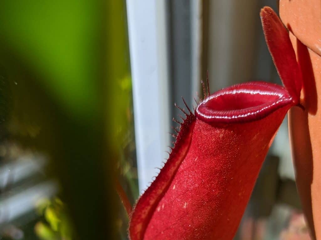 Nepenthes Bloody Mary