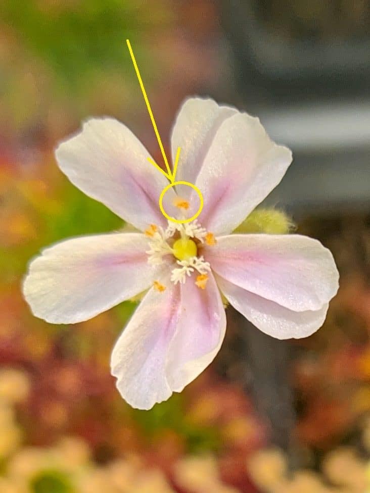 How to pollinate Drosera