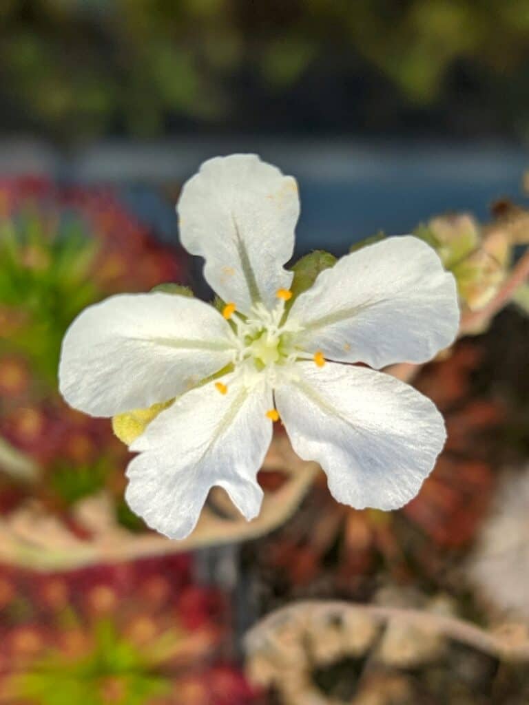 How to pollinate Drosera