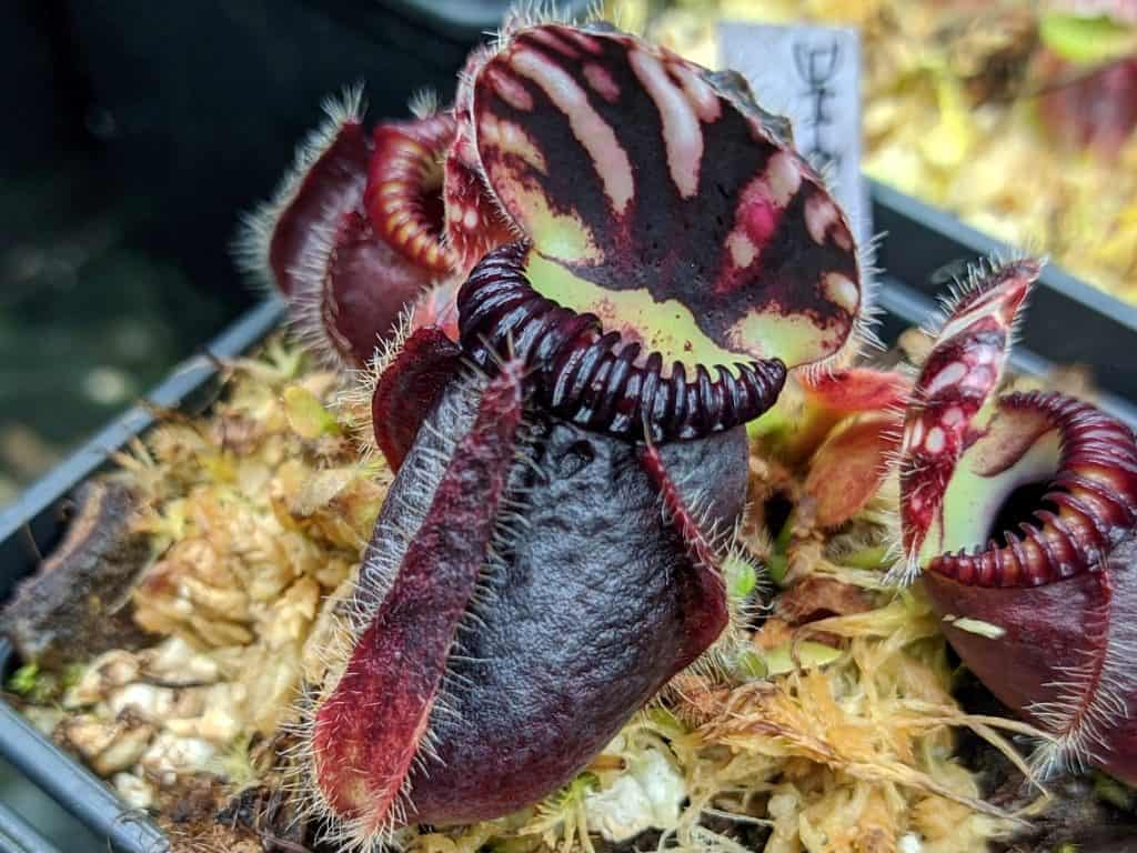 Albany pitcher plants (Cephalotus follicularis)