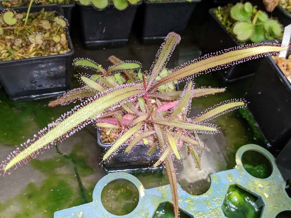 Drosera adelae