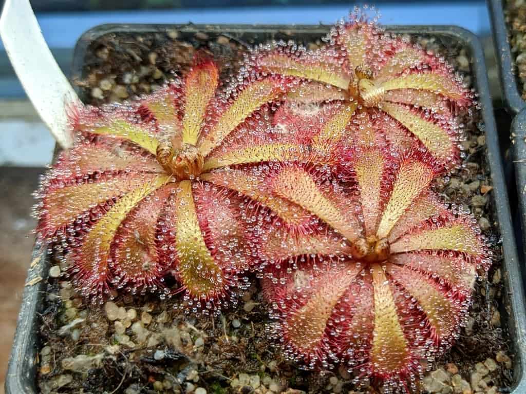 Drosera aliciaea