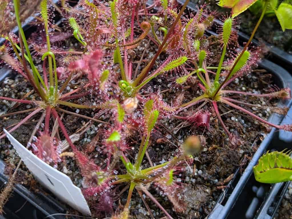Drosera anglica