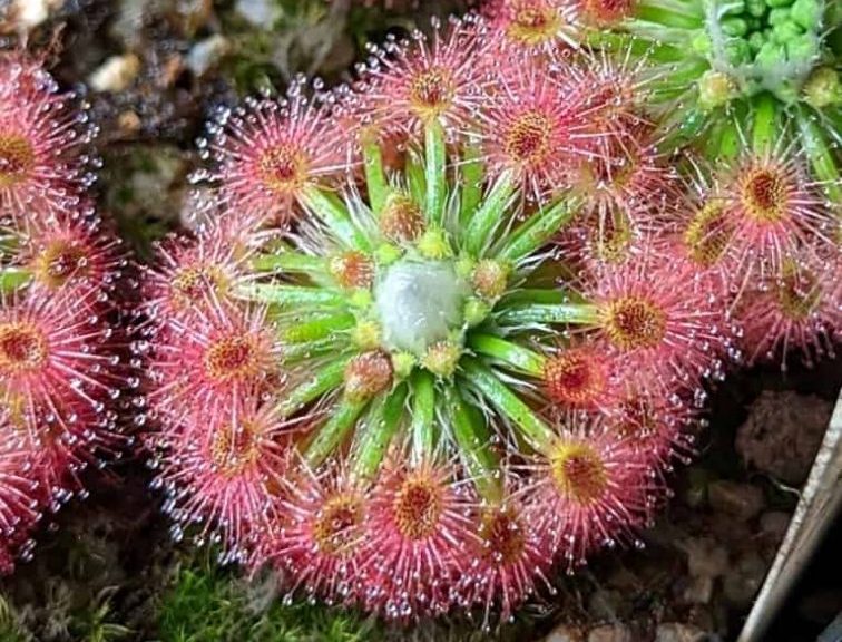 Drosera bindoon